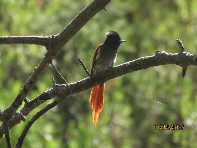 lejskovec africký - ML646734696