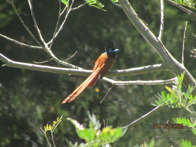 lejskovec africký - ML646734697