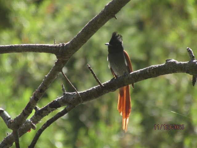 lejskovec africký - ML646734698