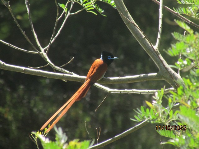 lejskovec africký - ML646734699