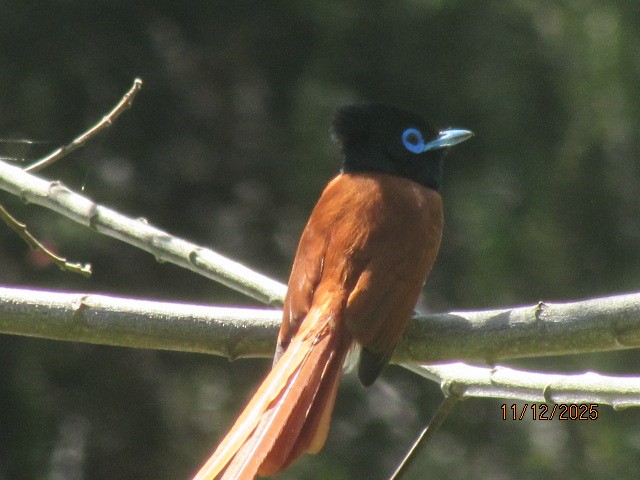 lejskovec africký - ML646734700