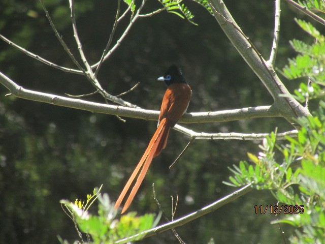 lejskovec africký - ML646734701