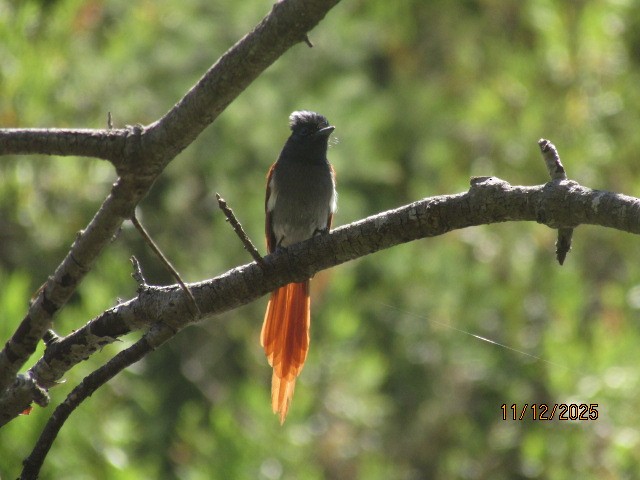 lejskovec africký - ML646734702