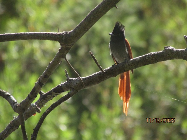 lejskovec africký - ML646734703