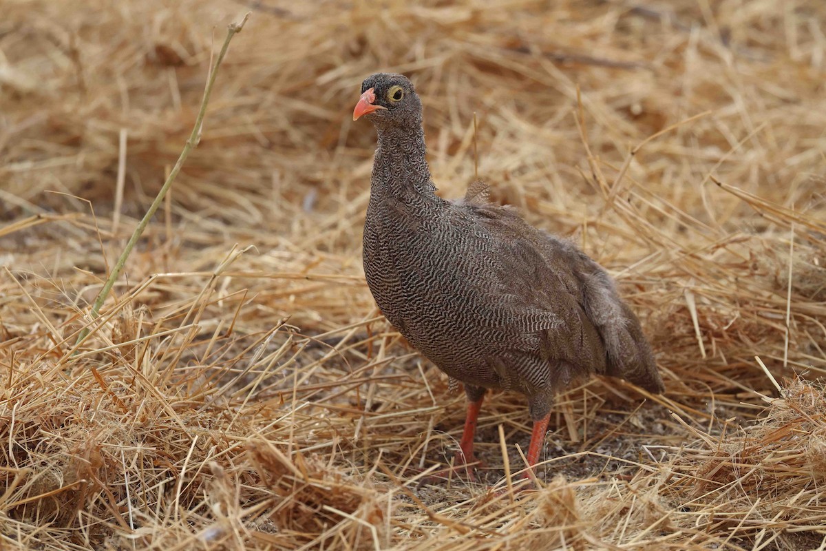 Red-billed Spurfowl - ML646734706