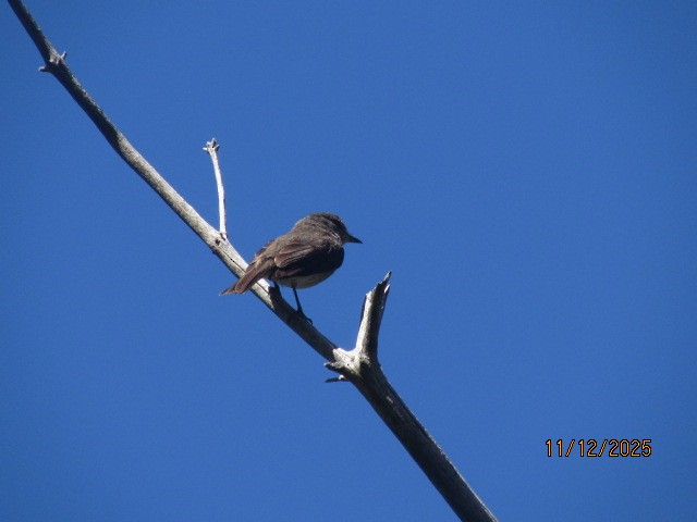 African Dusky Flycatcher - ML646734717