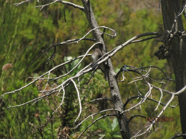 African Dusky Flycatcher - ML646734718