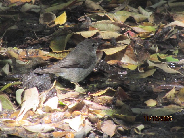 African Dusky Flycatcher - ML646734719