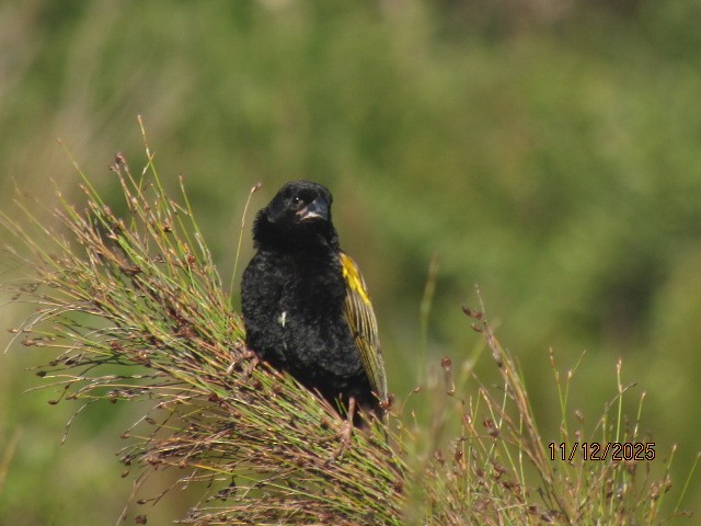 Yellow Bishop - ML646734721