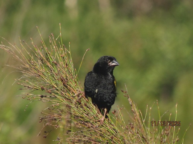 Yellow Bishop - ML646734722