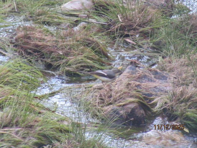 Gray Wagtail - ML646734728