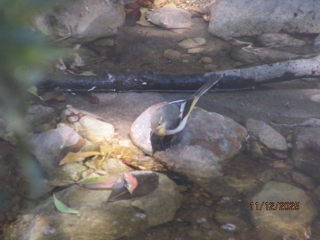Gray Wagtail - ML646734729