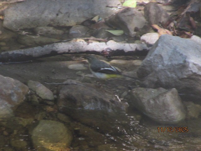 Gray Wagtail - ML646734730
