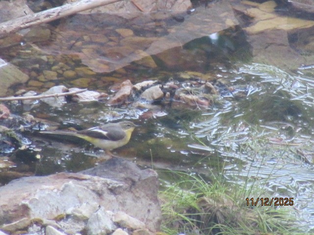 Gray Wagtail - ML646734731