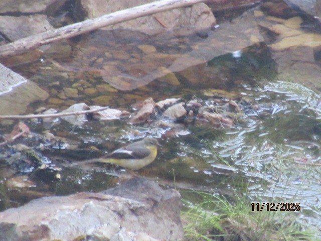 Gray Wagtail - ML646734732