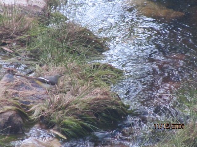 Gray Wagtail - ML646734733