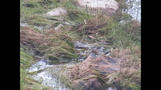 Gray Wagtail - ML646734735