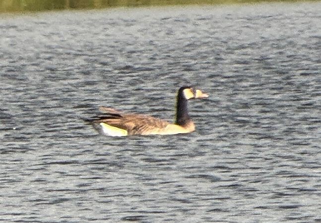 Graylag x Canada Goose (hybrid) - ML646734737