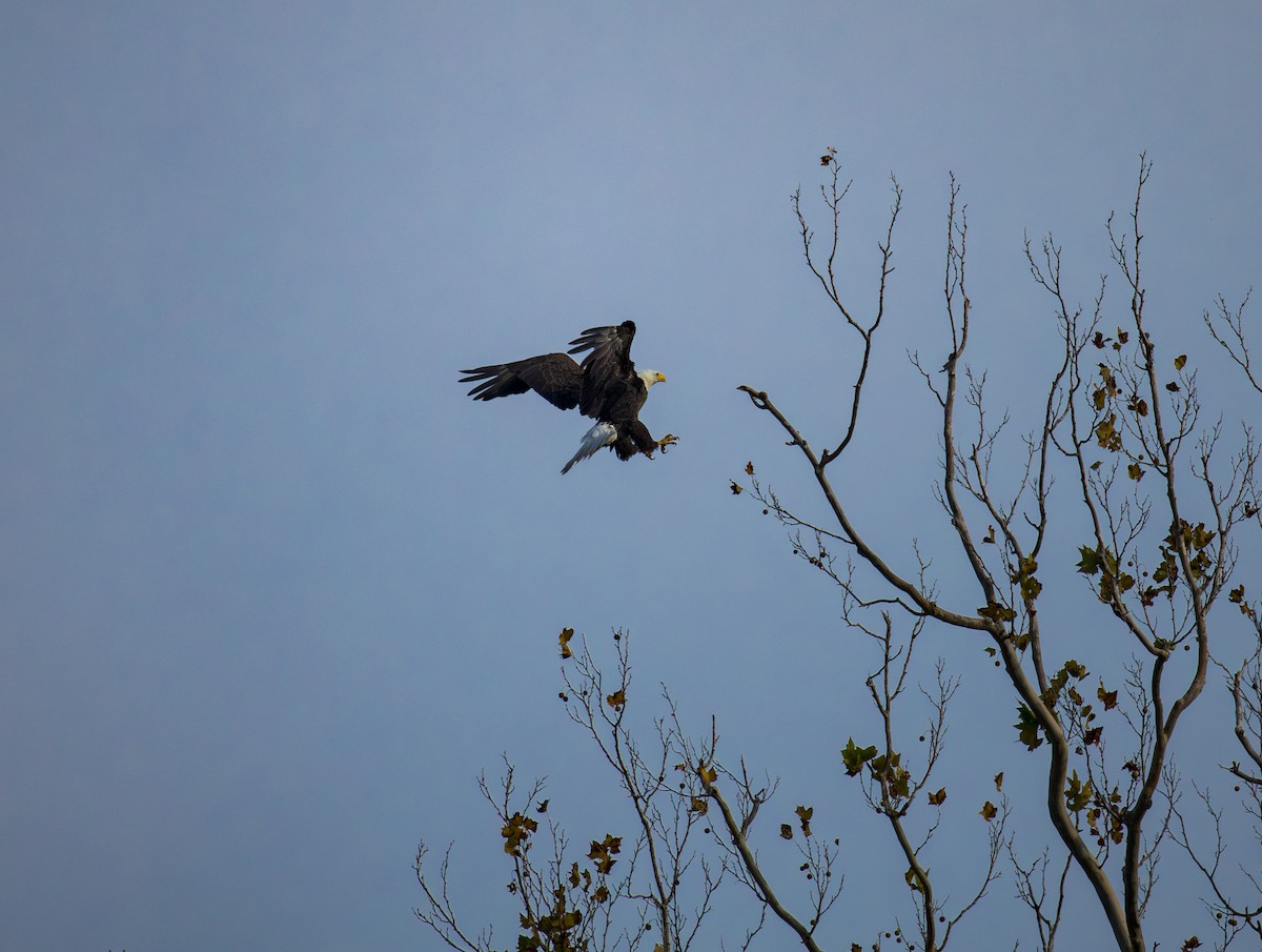 Орлан білоголовий - ML646734738