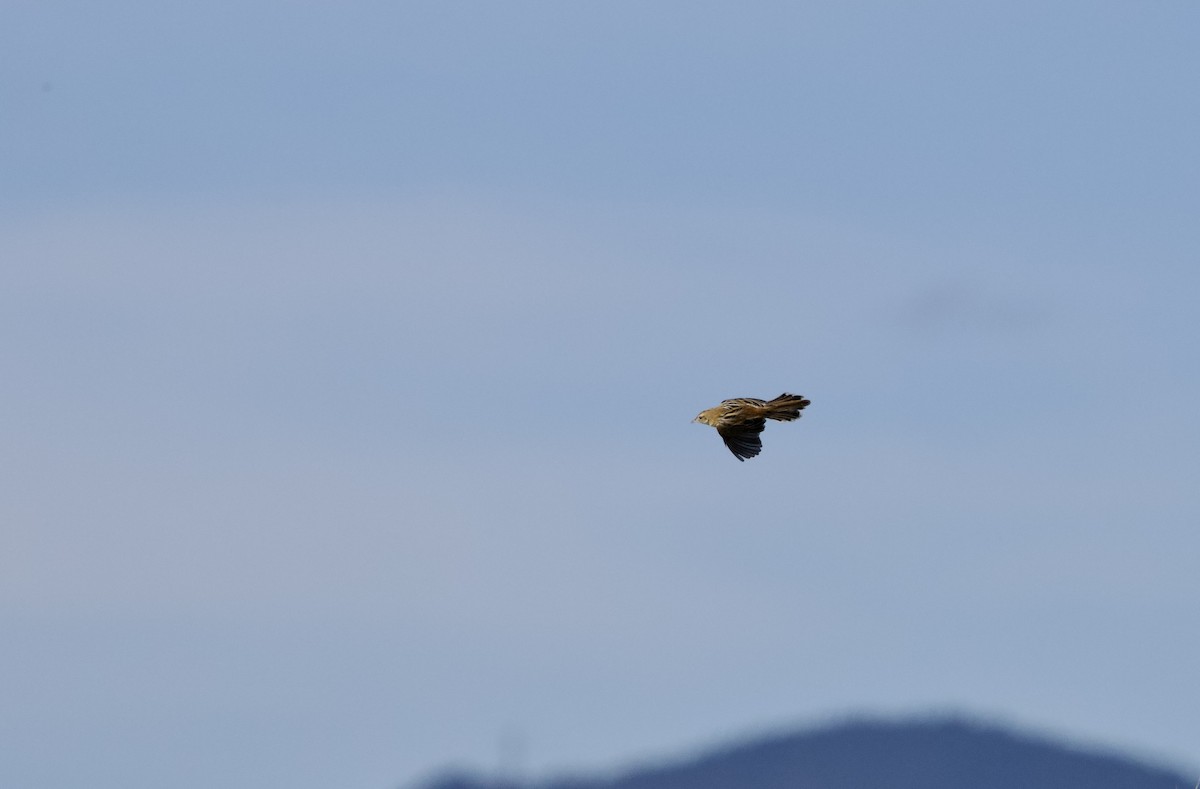 cistussanger - ML646734748