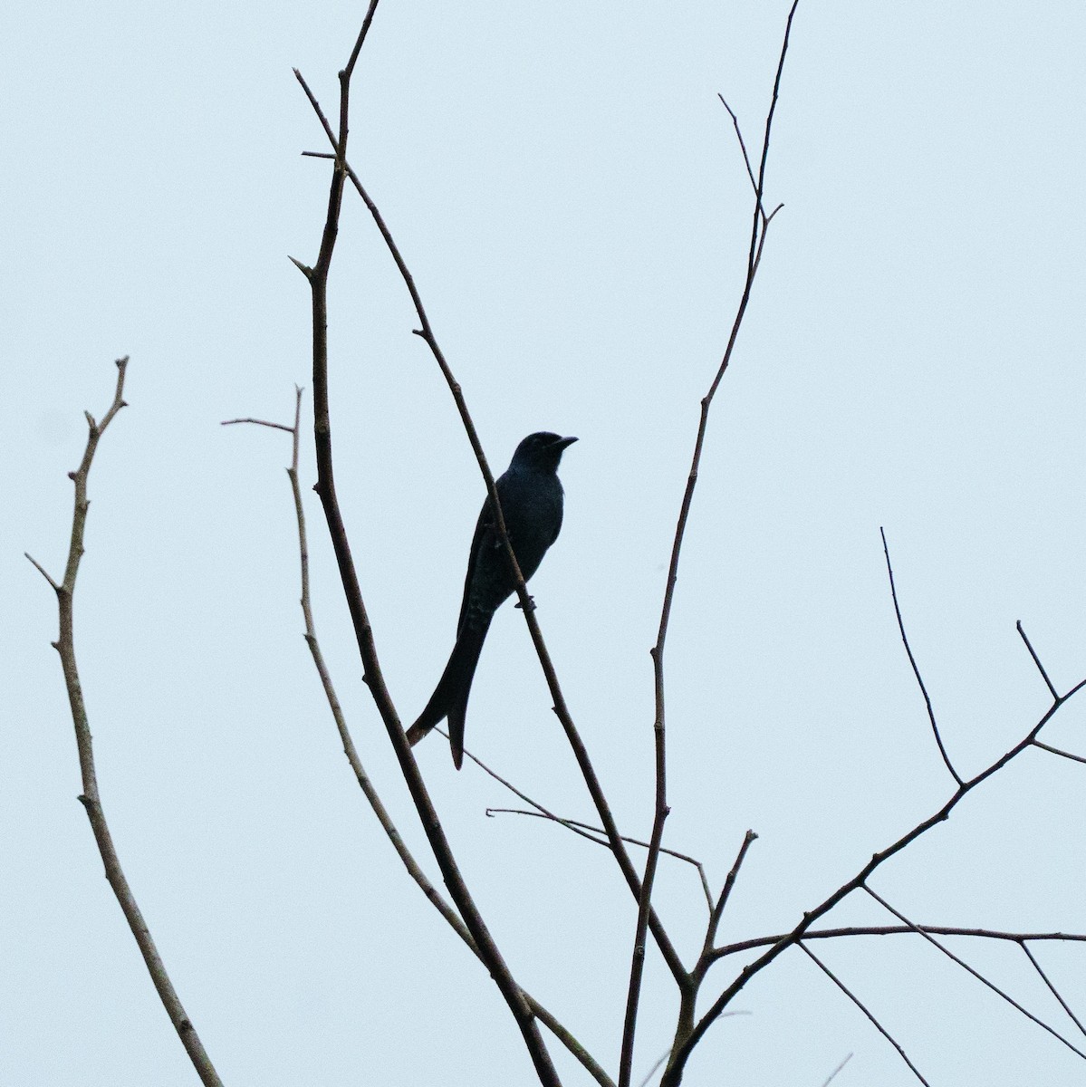 drongo černý - ML646734751