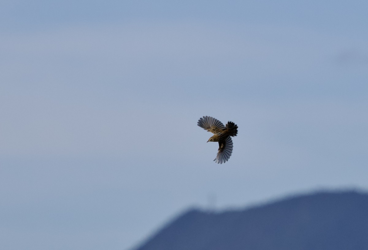 cistussanger - ML646734752