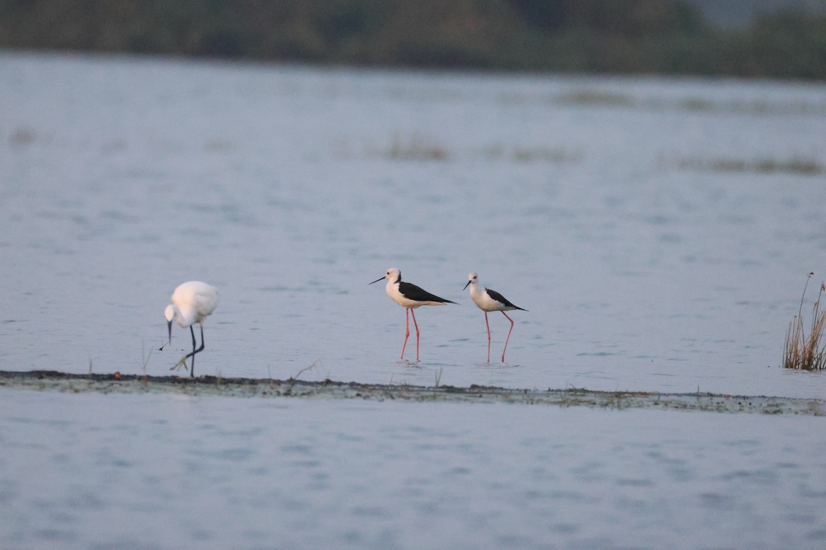 Zankaluze eurasiarra - ML646734753