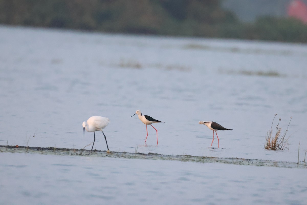 Zankaluze eurasiarra - ML646734754