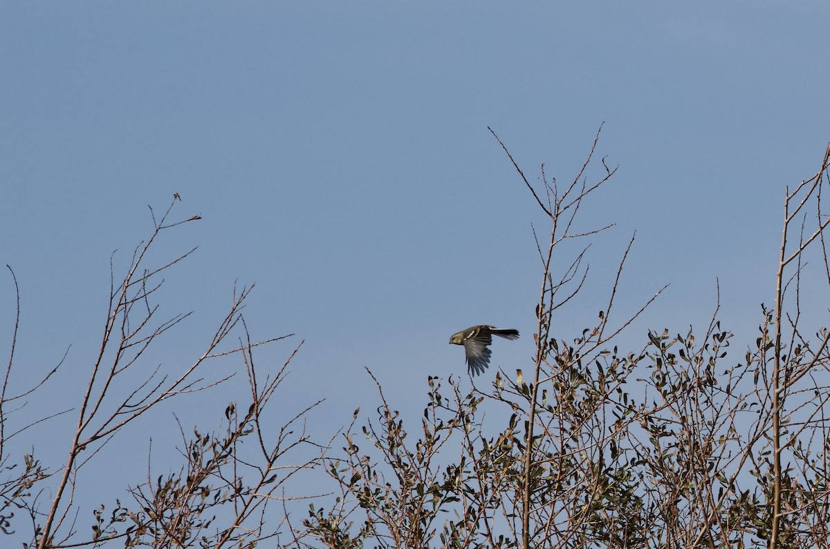 langstjertfink - ML646734760