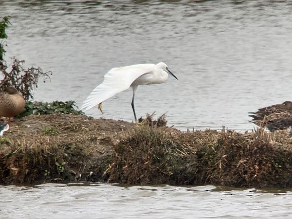 לבנית קטנה - ML646734765
