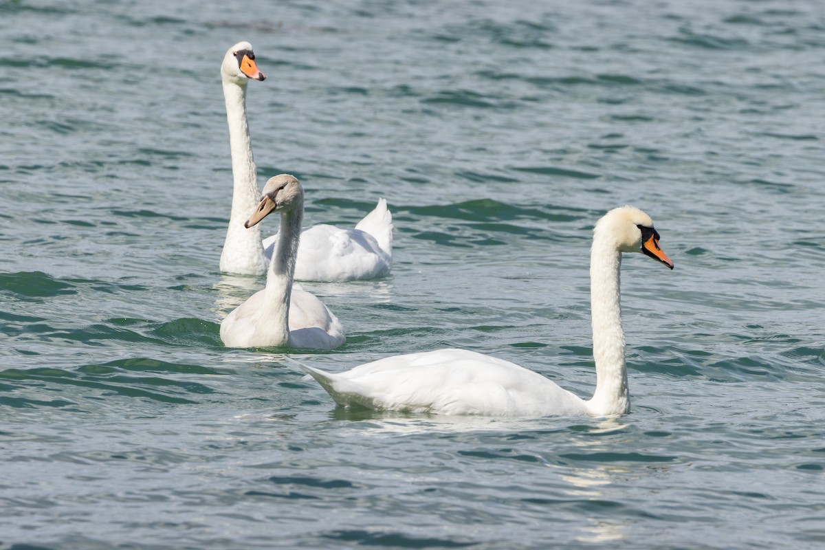 Cisne Vulgar - ML646734767