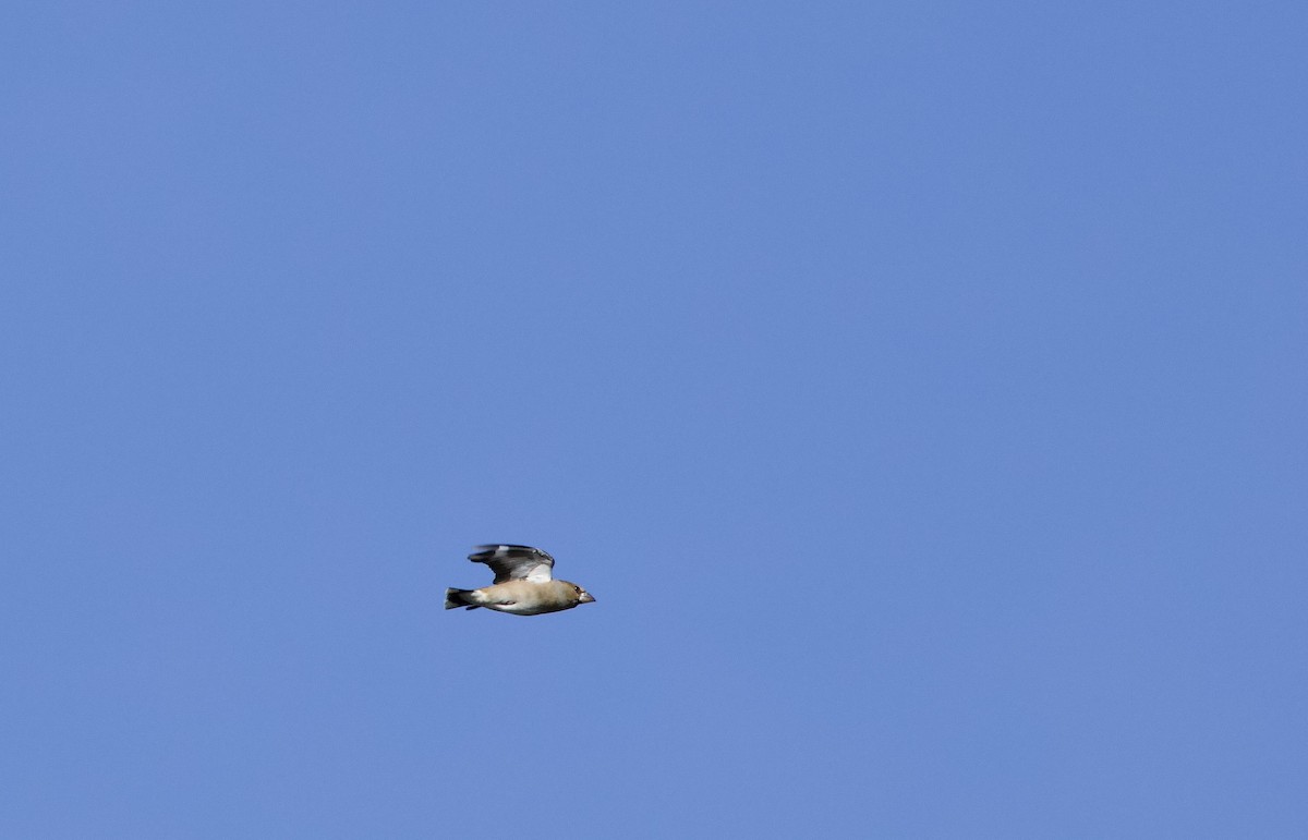 kjernebiter - ML646734768