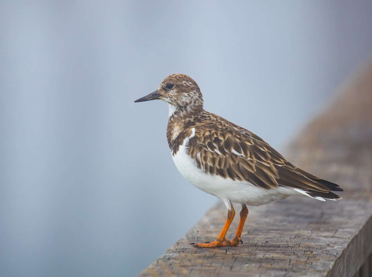 Крем'яшник звичайний - ML646734769