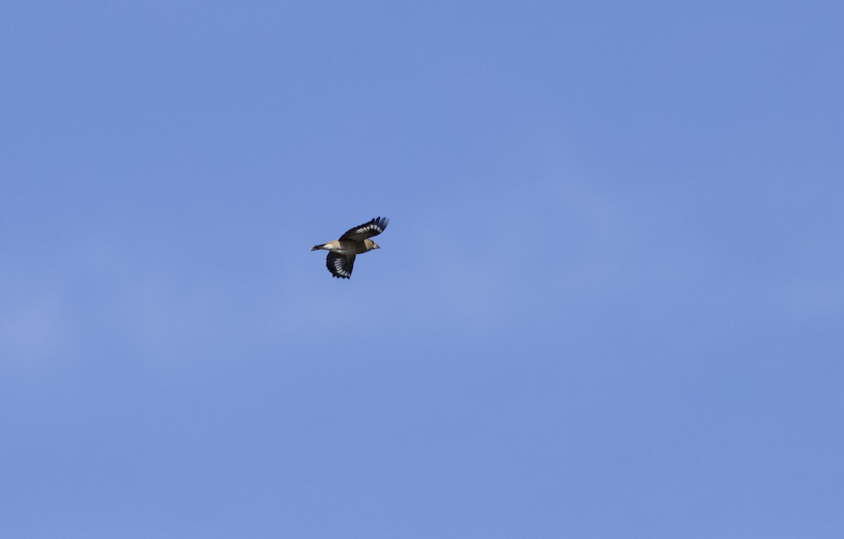 kjernebiter - ML646734773