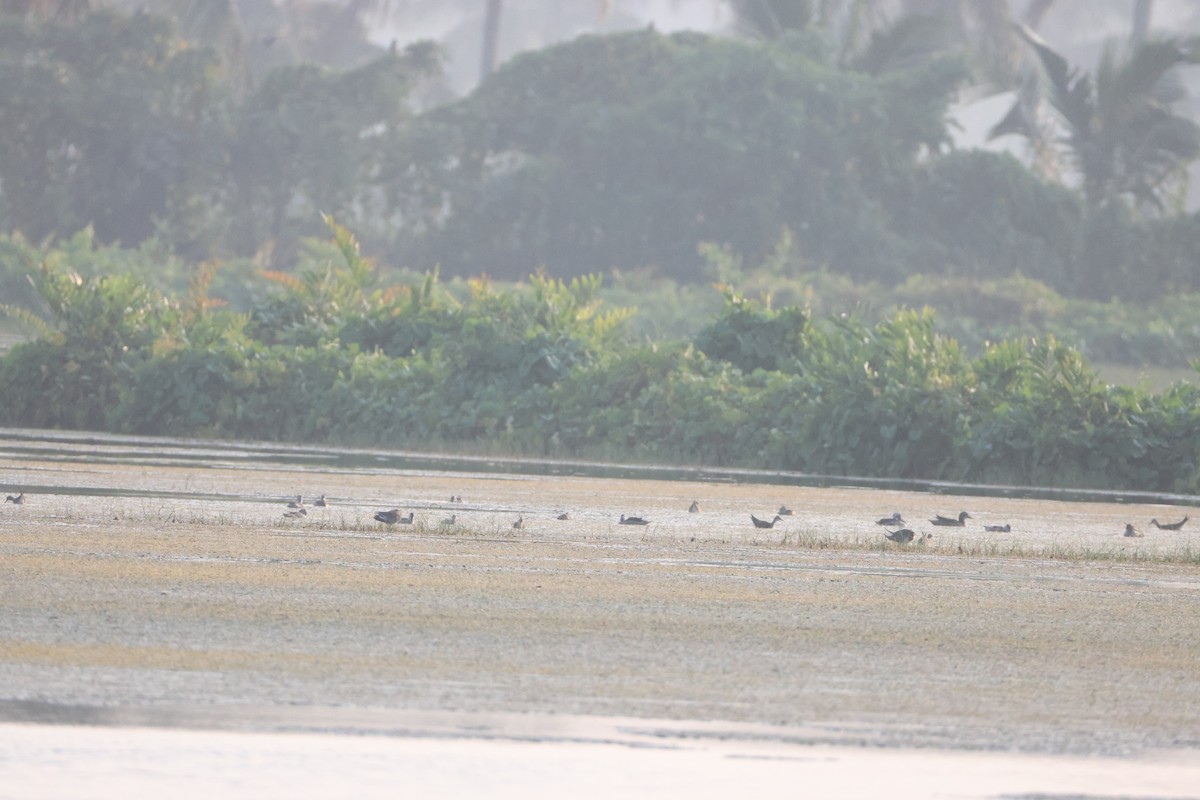 Jacana à longue queue - ML646734775
