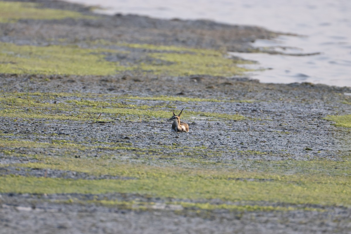 Jacana à longue queue - ML646734776