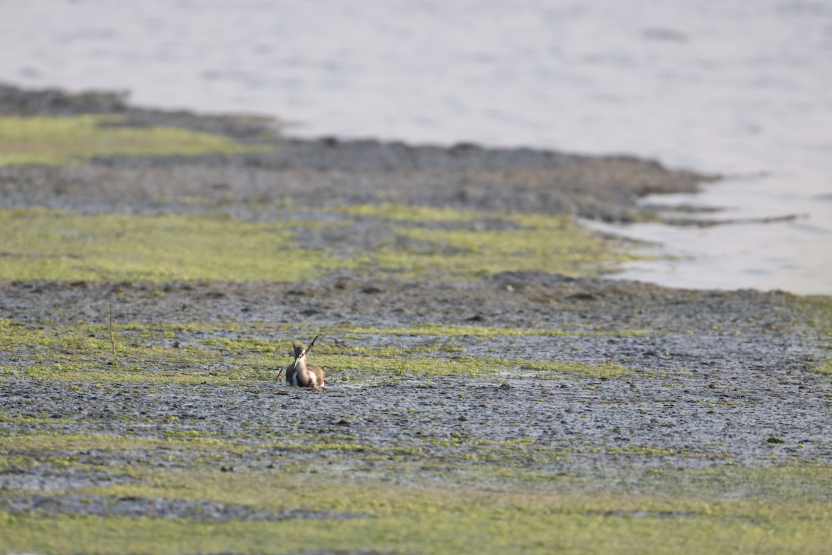 Jacana à longue queue - ML646734777