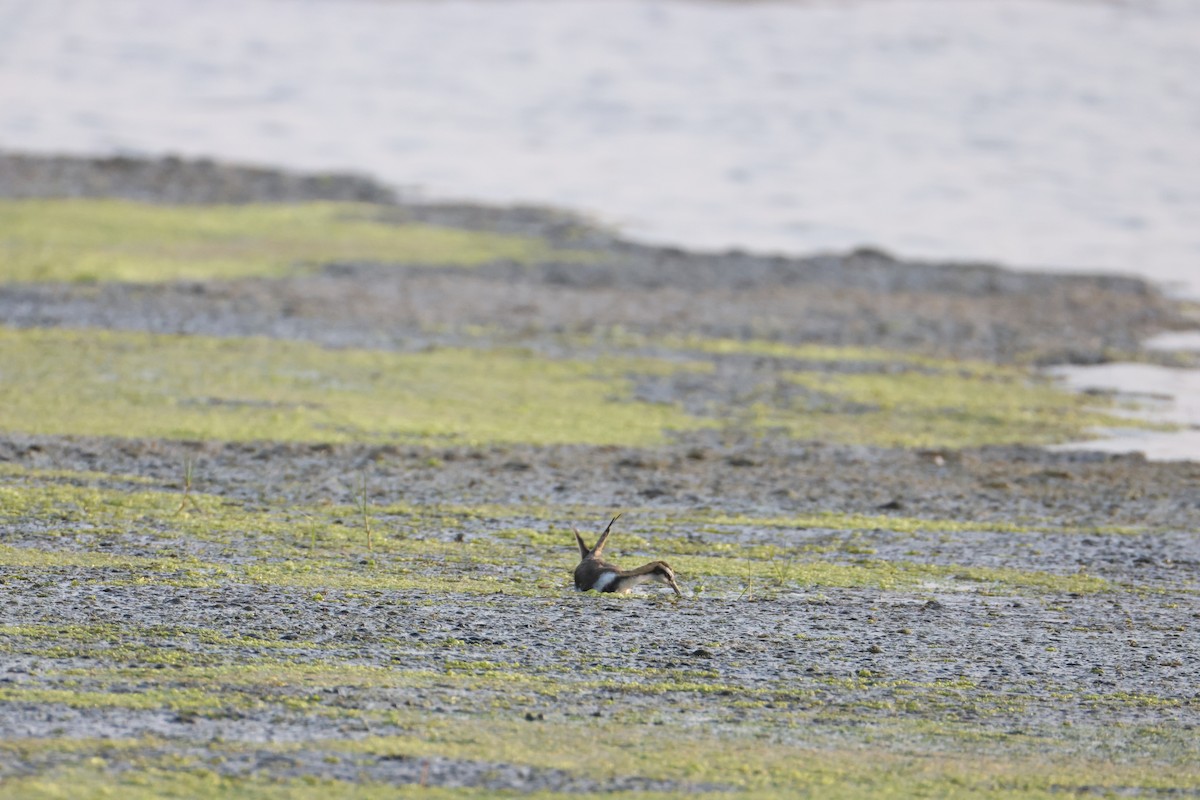 Jacana à longue queue - ML646734778