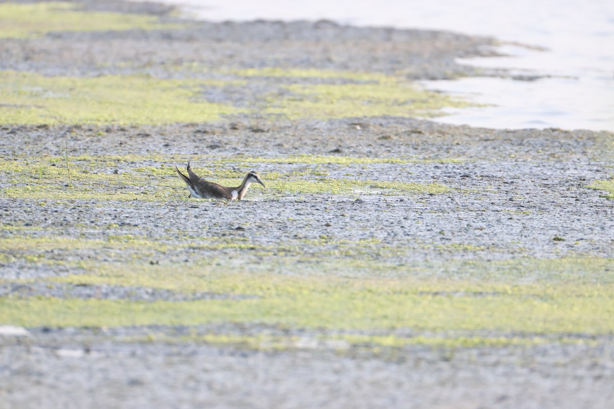 Jacana à longue queue - ML646734779