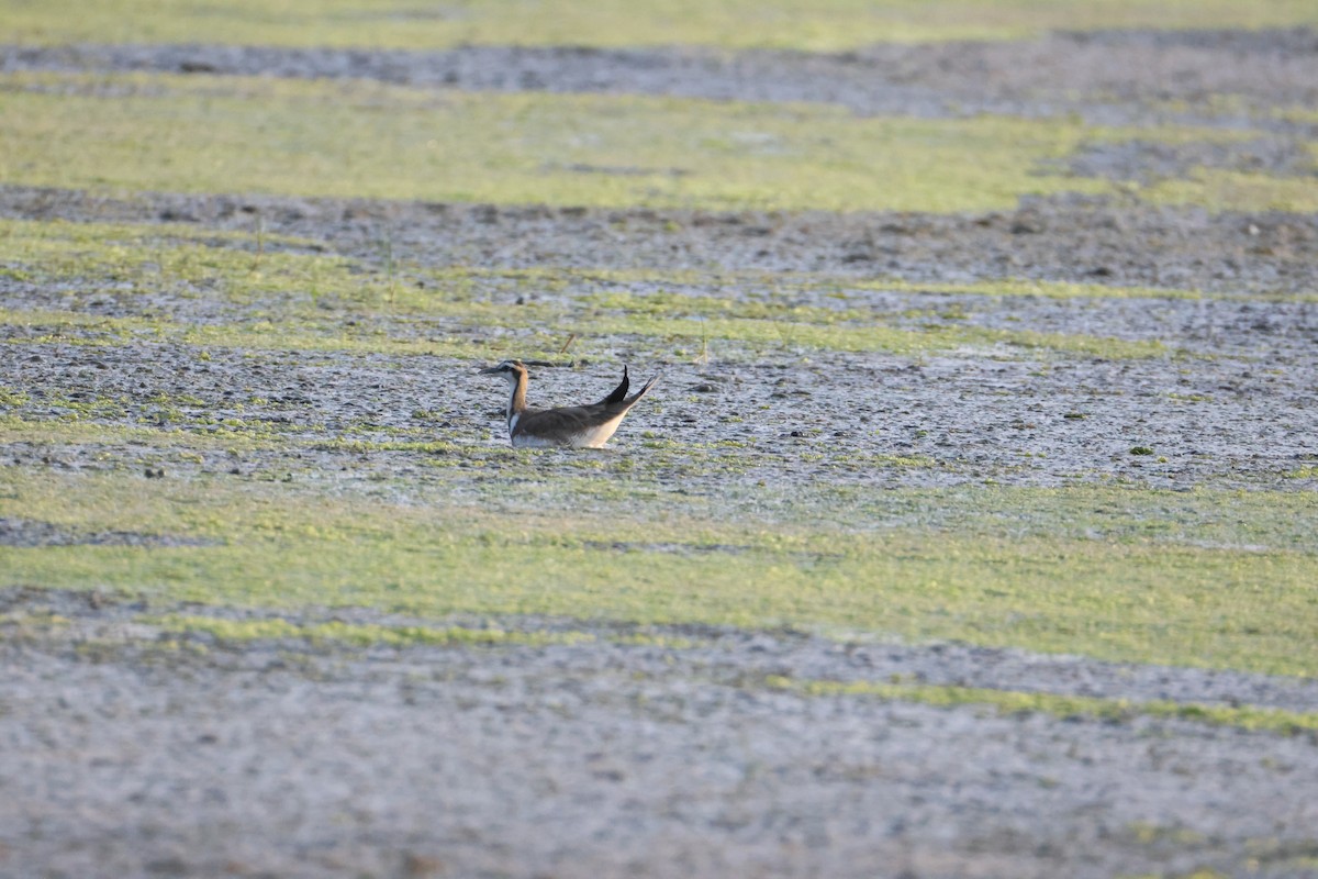 Jacana à longue queue - ML646734780