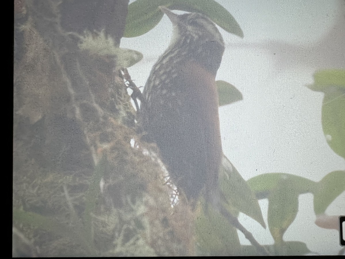 Anabasitte perlée - ML646734781