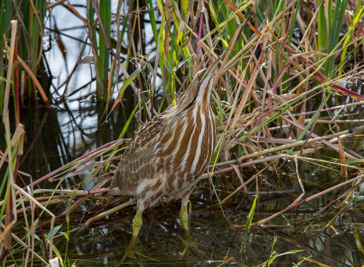Бугай американський - ML646734785
