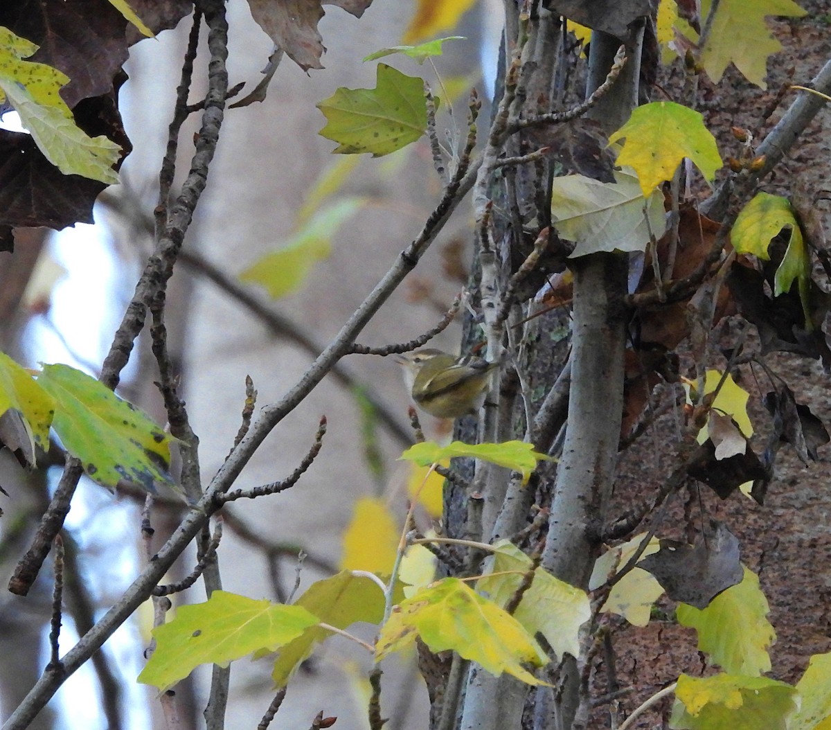Hume's Warbler - ML646734793