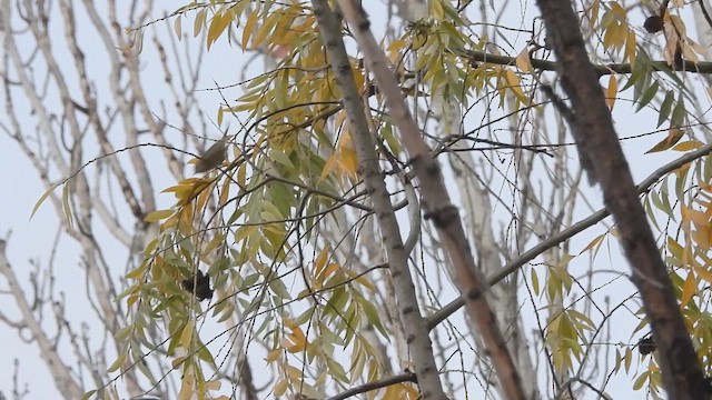 Hume's Warbler - ML646734797