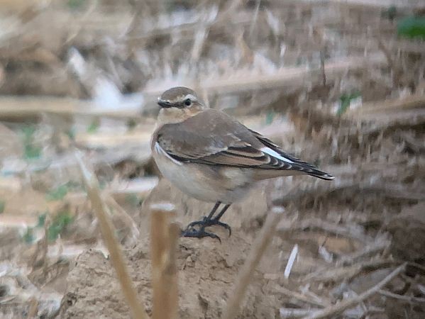 穗䳭 - ML646734799