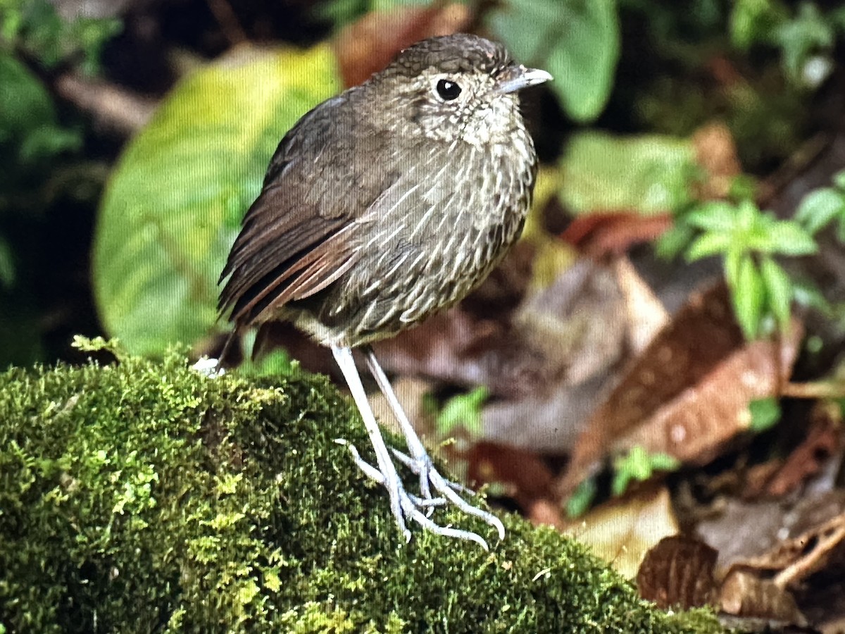 Grallaire de Kaestner - ML646734803