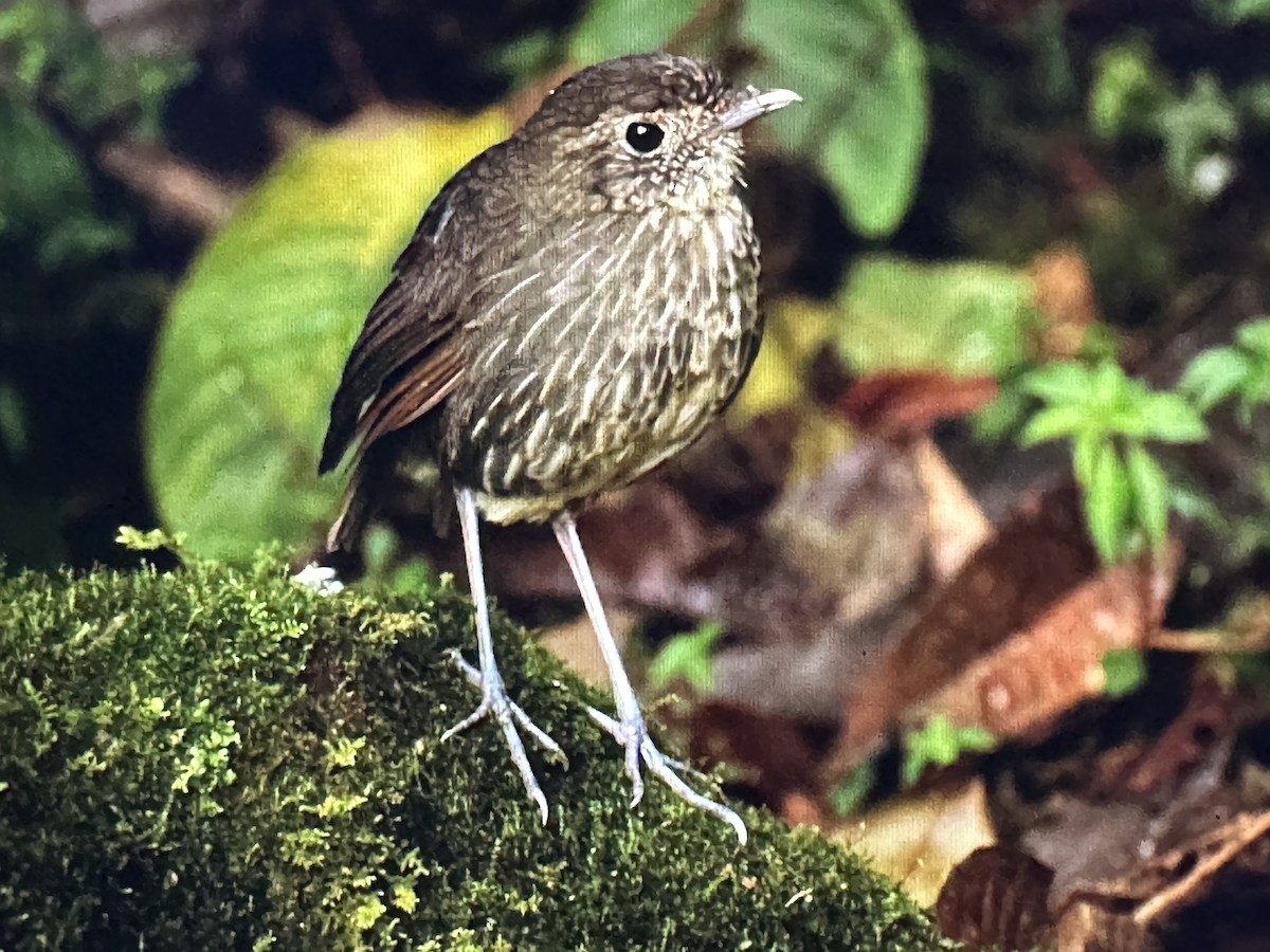 Grallaire de Kaestner - ML646734811