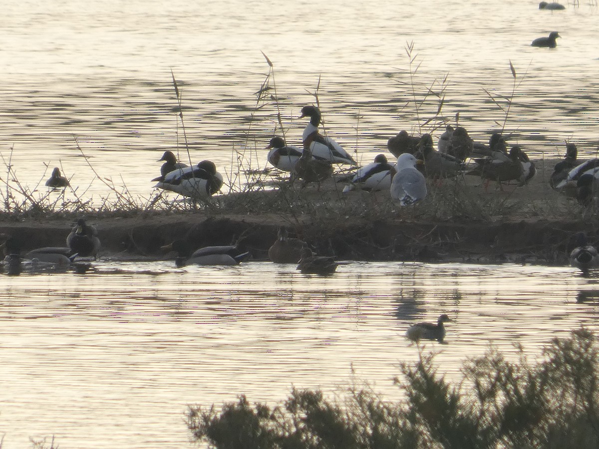 Gabbiano reale - ML646734812