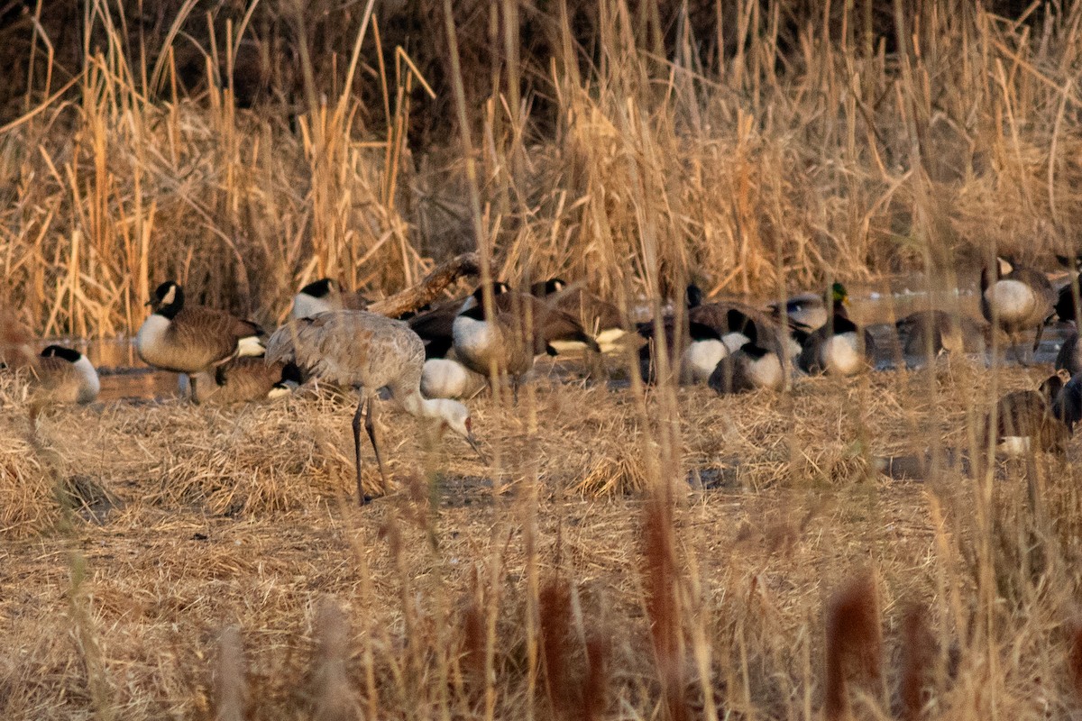 Grue du Canada - ML646734813