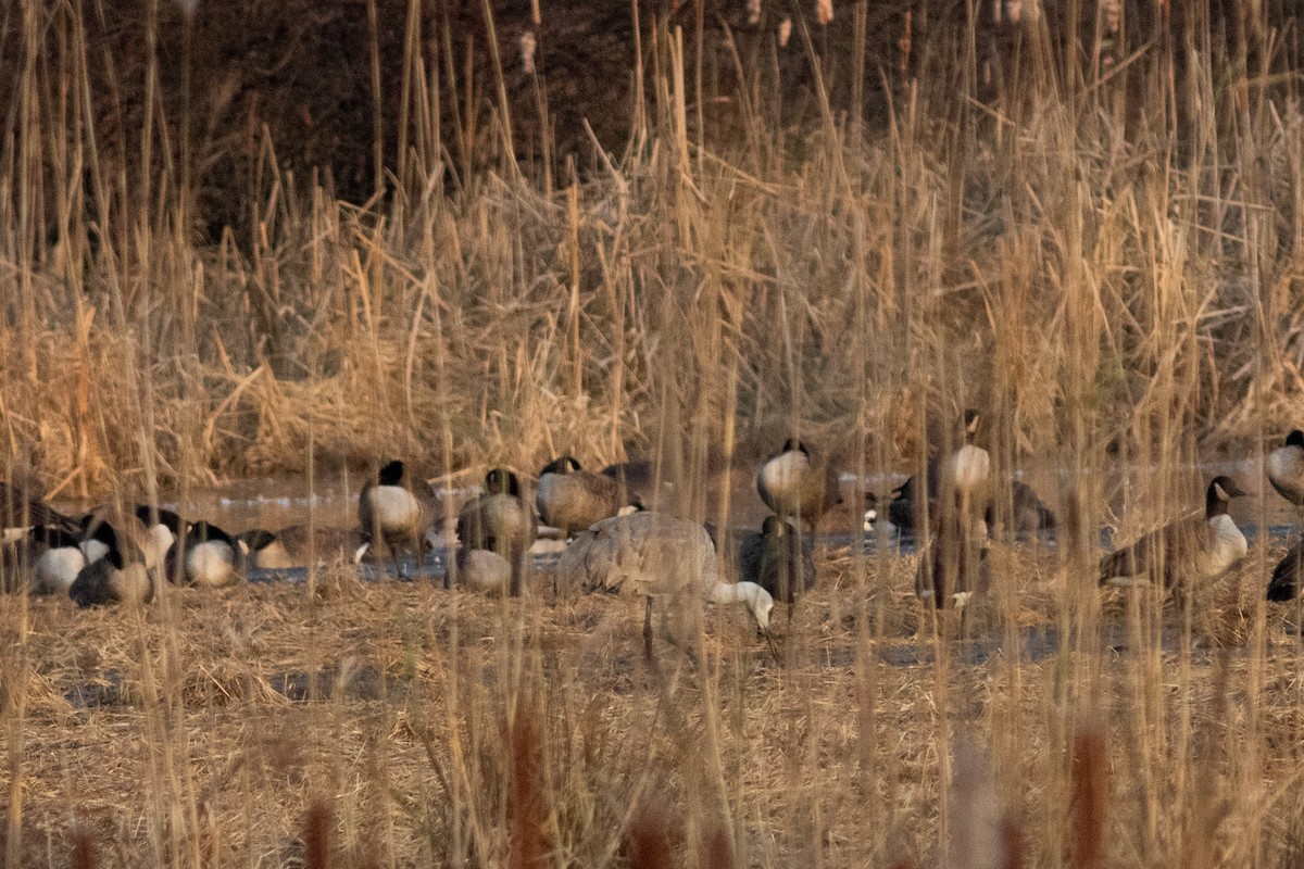 Grue du Canada - ML646734814